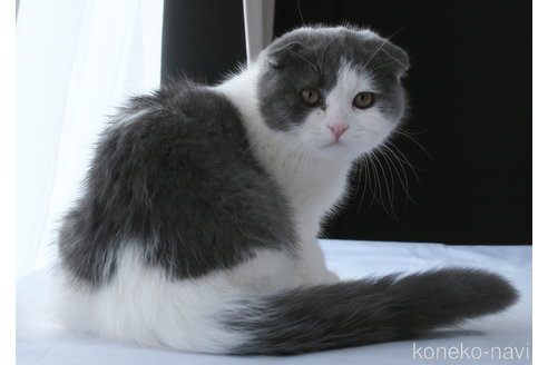 販売中の長野県のスコティッシュフォールド(折れ耳)-107780の4枚目