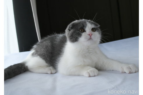 販売中の長野県のスコティッシュフォールド(折れ耳)-107780の2枚目