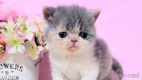成約済ののエキゾチックショートヘア-109395