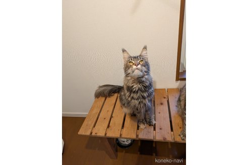 販売中の埼玉県のメインクーン-104530の9枚目
