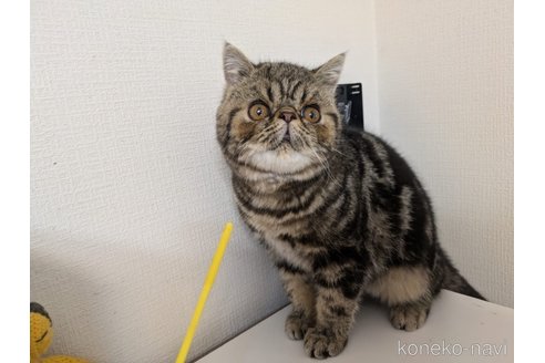 販売中の大阪府のエキゾチックショートヘア-104524の3枚目