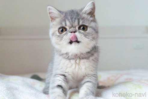 成約済の東京都のエキゾチックショートヘア-107371