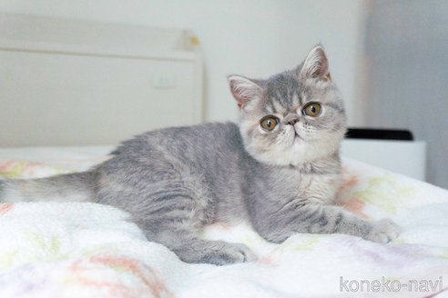 成約済の東京都のエキゾチックショートヘア-107371の5枚目