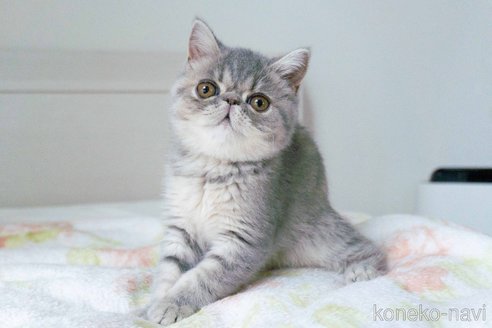 成約済の東京都のエキゾチックショートヘア-107371の3枚目