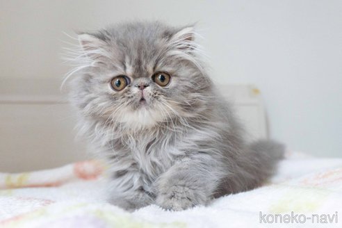 成約済の東京都のエキゾチックロングヘア-107376の5枚目