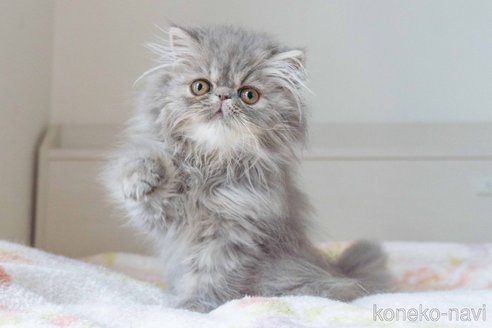 成約済の東京都のエキゾチックロングヘア-107376の1枚目