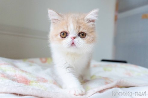 成約済の東京都のエキゾチックショートヘア-107379の4枚目