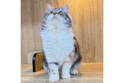 成約済の大阪府のマンチカン-99204の8枚目