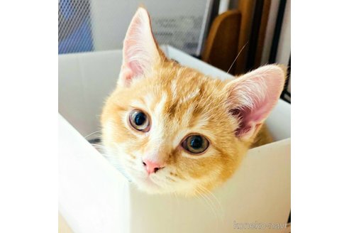 成約済の千葉県のブリティッシュショートヘア-110154の3枚目