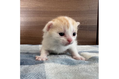 販売中の埼玉県のスコティッシュフォールド-112158の26枚目