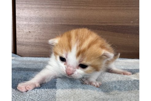 成約済の埼玉県のスコティッシュフォールド-112156の27枚目