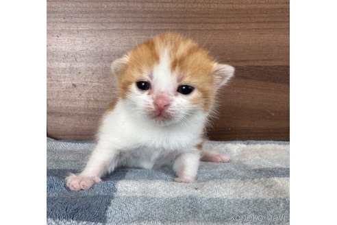 成約済の埼玉県のスコティッシュフォールド-112156の29枚目