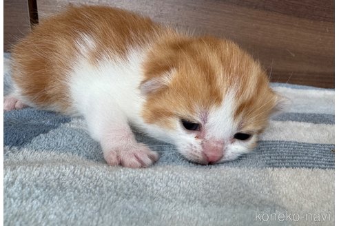 成約済の埼玉県のスコティッシュフォールド-112156の25枚目