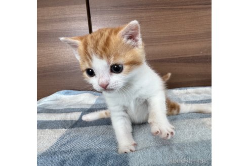 成約済の埼玉県のスコティッシュフォールド-110919の8枚目
