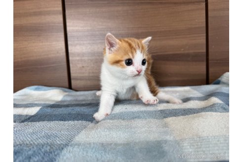 成約済の埼玉県のスコティッシュフォールド-110919の7枚目