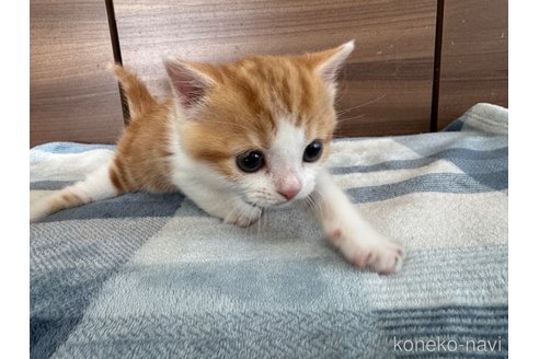 成約済の埼玉県のスコティッシュフォールド-110919の4枚目