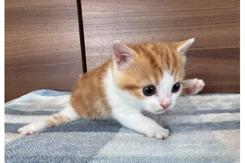 成約済の埼玉県のスコティッシュフォールド-110919の3枚目