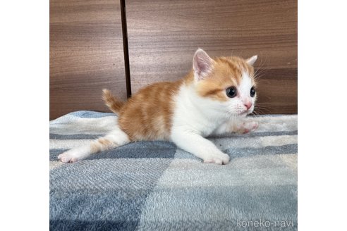 成約済の埼玉県のスコティッシュフォールド-110919の2枚目