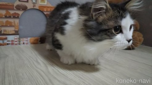 成約済の栃木県のマンチカン(短足)-104198の2枚目