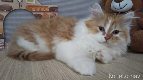 成約済の栃木県のミヌエット-108244の5枚目
