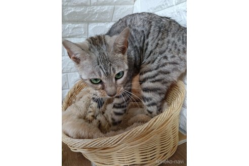 販売中の静岡県のベンガル-112719の5枚目