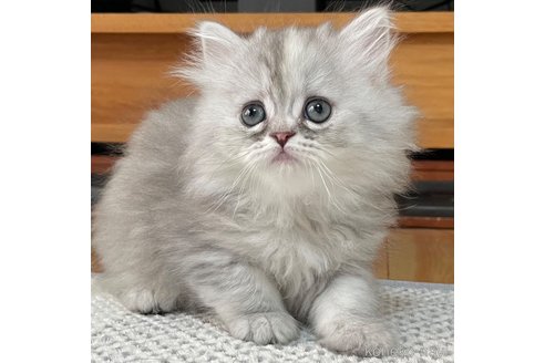 成約済の愛知県のミヌエット-110450の14枚目