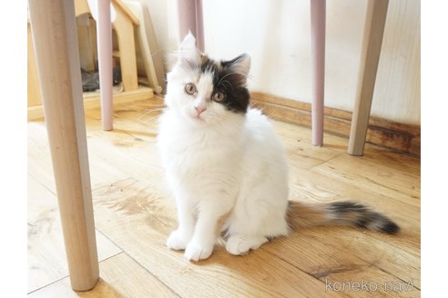 販売中の福岡県のマンチカン-107144の6枚目
