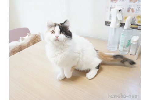 販売中の福岡県のマンチカン-107144の4枚目