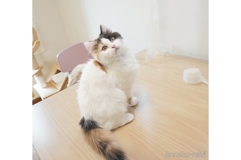 販売中の福岡県のマンチカン-107144の3枚目