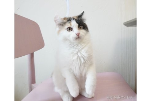 販売中の福岡県のマンチカン-107144の1枚目