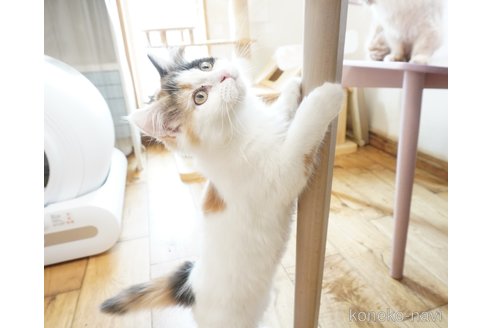 販売中の福岡県のマンチカン-107144の2枚目