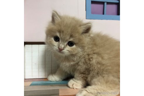 成約済の愛知県のスコティッシュフォールド-112729の7枚目