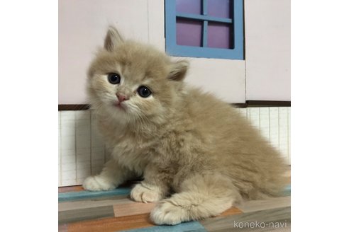 成約済の愛知県のスコティッシュフォールド-112729の8枚目