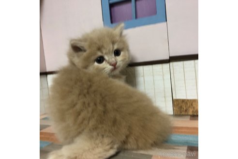 成約済の愛知県のスコティッシュフォールド-112729の2枚目