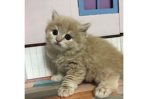 成約済の愛知県のスコティッシュフォールド-112729の3枚目
