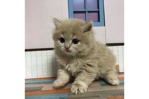 成約済の愛知県のスコティッシュフォールド-112729の4枚目