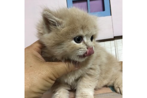 成約済の愛知県のスコティッシュフォールド-112729の5枚目