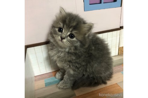 成約済の愛知県のスコティッシュフォールド-112730の7枚目