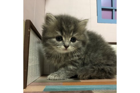 成約済の愛知県のスコティッシュフォールド-112730の8枚目