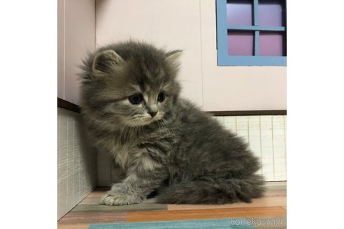 成約済の愛知県のスコティッシュフォールド-112730の9枚目