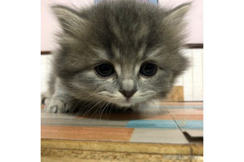 成約済の愛知県のスコティッシュフォールド-112730の4枚目