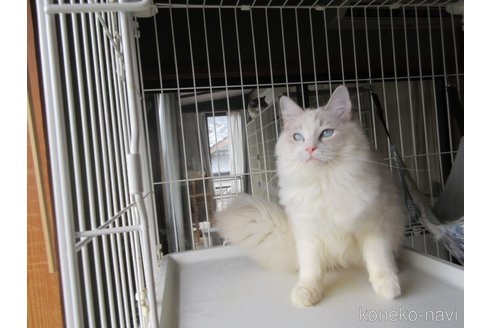 販売中の大分県のラグドール-102611の5枚目