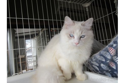 販売中の大分県のラグドール-102611の4枚目
