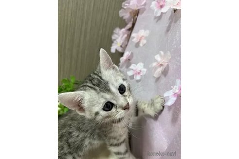 成約済の京都府のジェネッタ-112752の2枚目