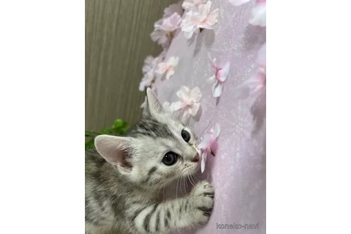 成約済の京都府のジェネッタ-112752の6枚目