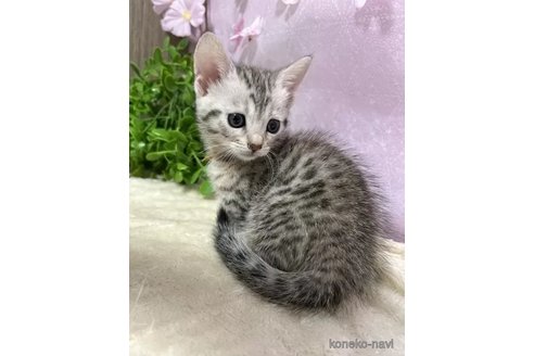 販売中の京都府のジェネッタ-112753の2枚目