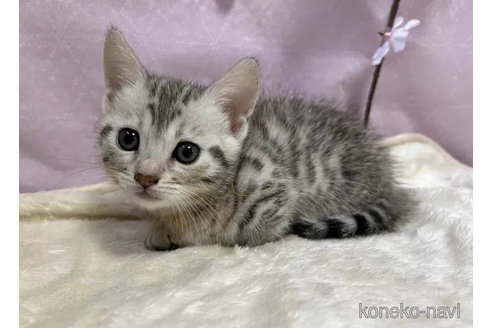 販売中の京都府のジェネッタ-112753の4枚目