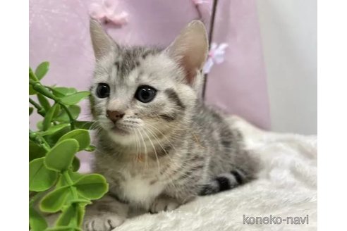 販売中の京都府のジェネッタ-112753の1枚目
