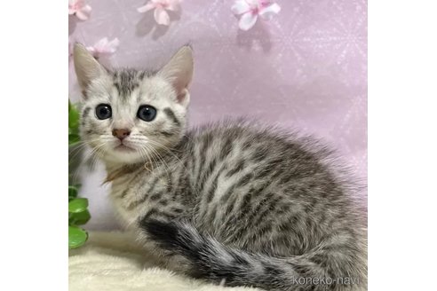販売中の京都府のジェネッタ-112753の5枚目