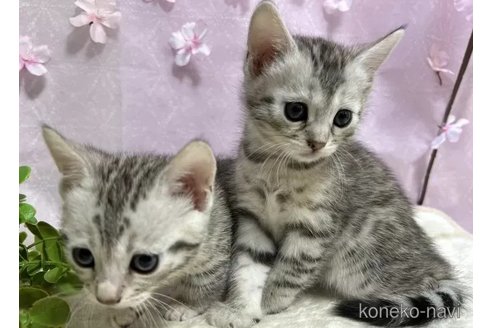 販売中の京都府のジェネッタ-112753の6枚目
